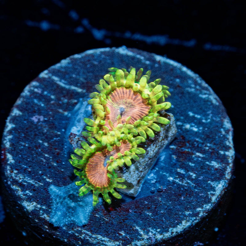 Purple Monsters Zoanthid