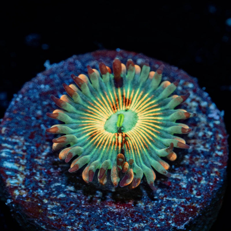 White Zombie Zoanthid