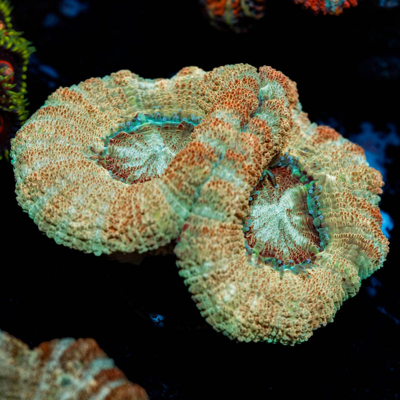 Golden Basket Asian Acan