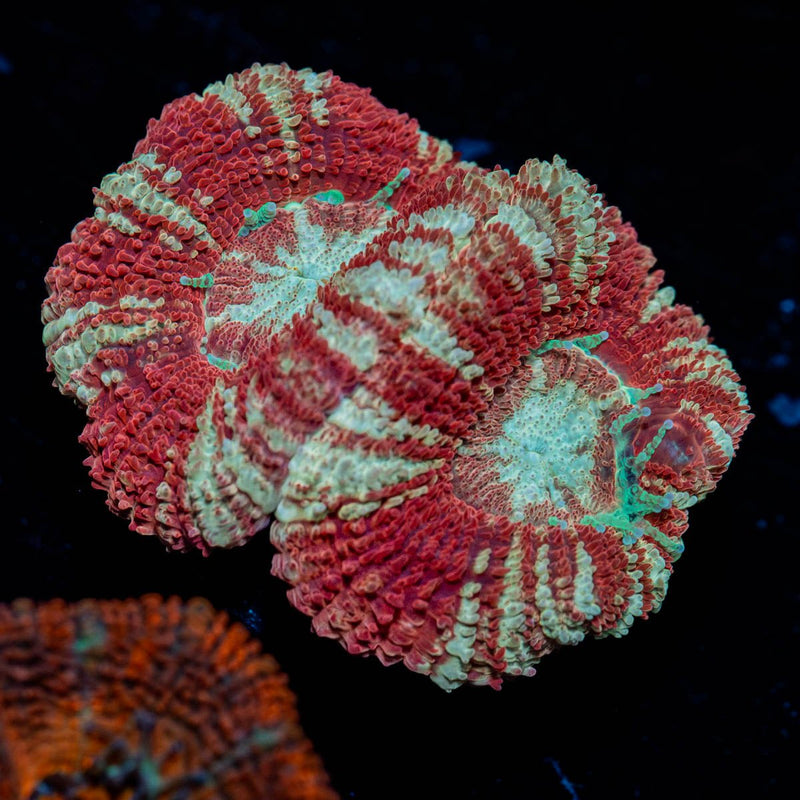 Blood Moon Asian Acan