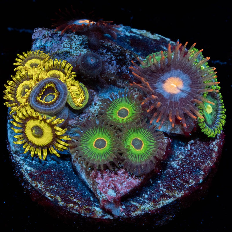 Multi Plug Zoanthids