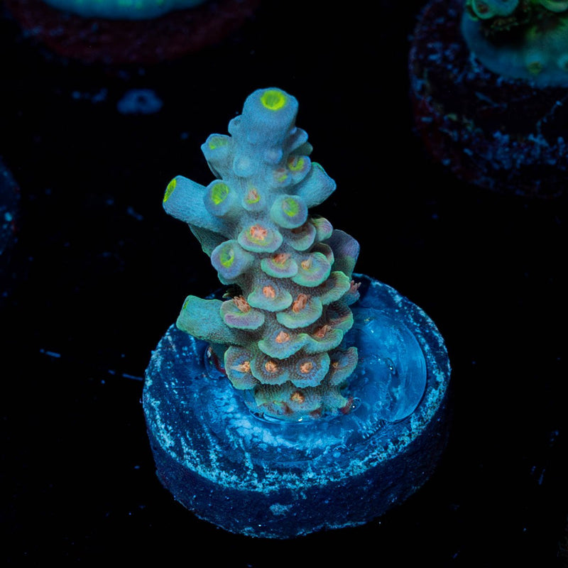 Cotton Candy Tenuis Acropora
