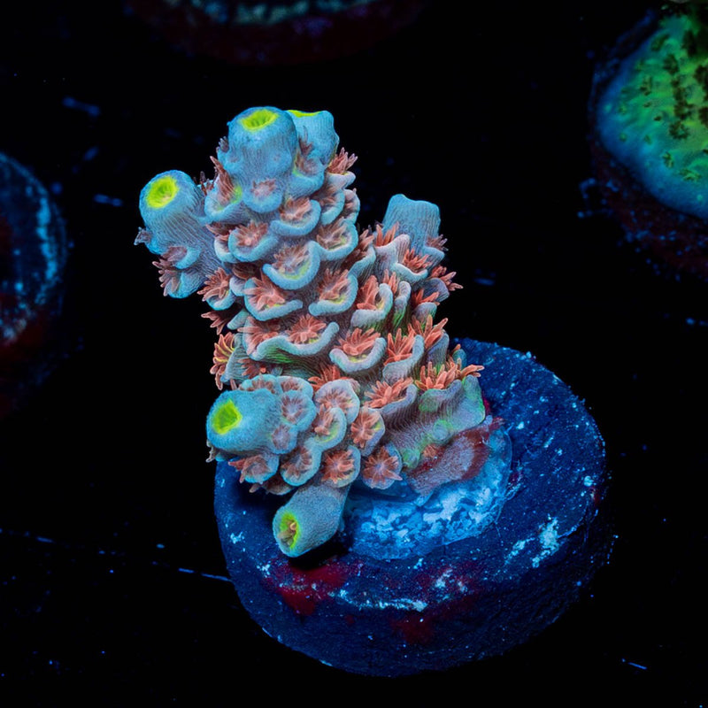 Cotton Candy Tenuis Acropora