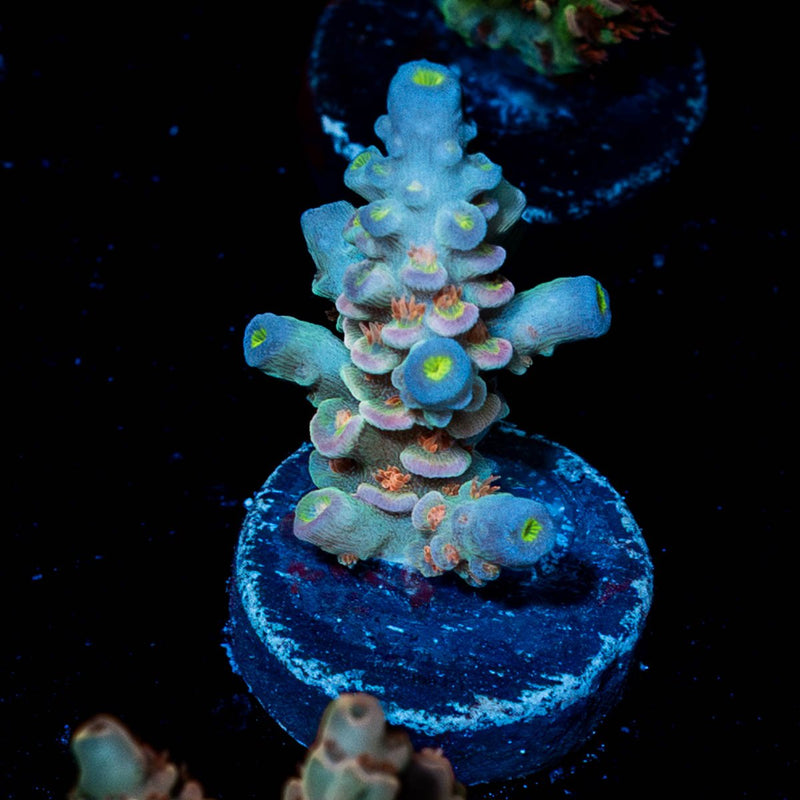Cotton Candy Tenuis Acropora