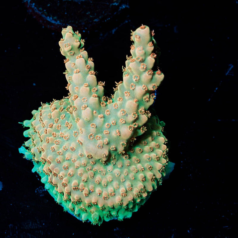 Temporal Distortion Acropora