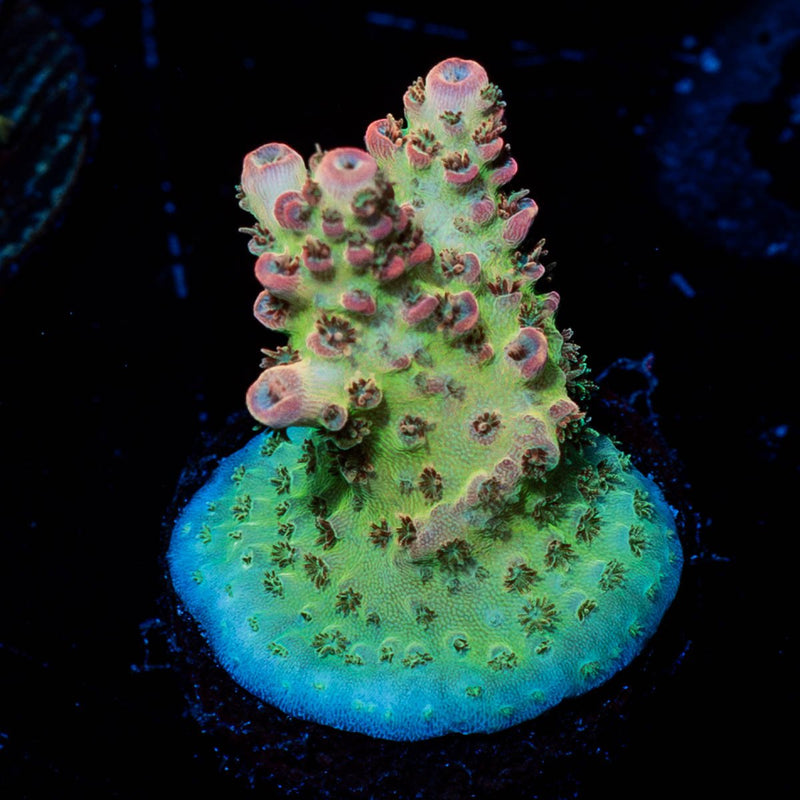 Princess Peach Acropora