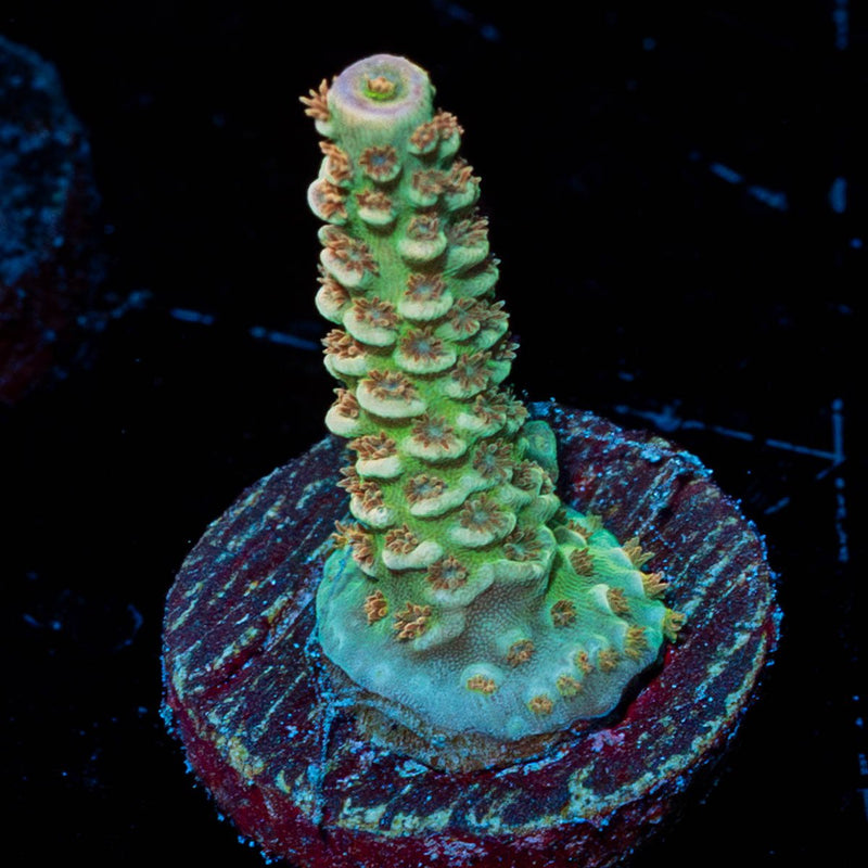 Chevron Tenuis Acropora