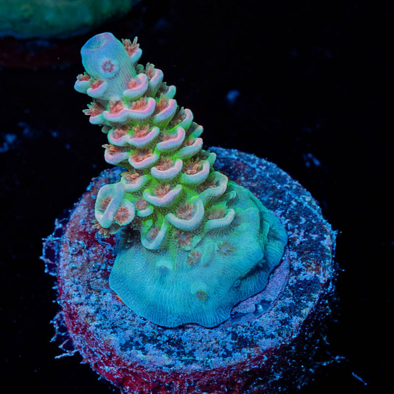 Water Colors Tenuis Acropora