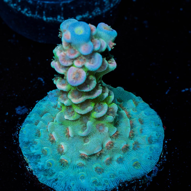 Rainbow Fusion Acropora
