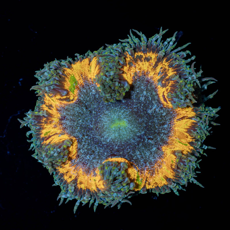 Ultra Rock Flower Anemone