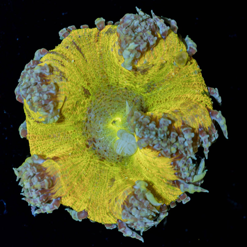 Ultra Rock Flower Anemone