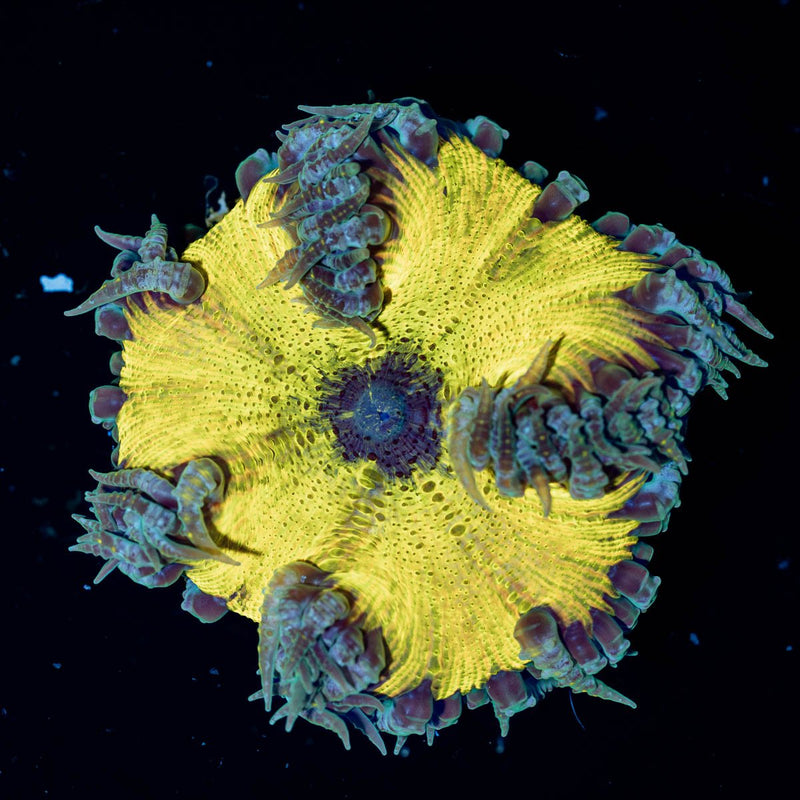 Ultra Rock Flower Anemone