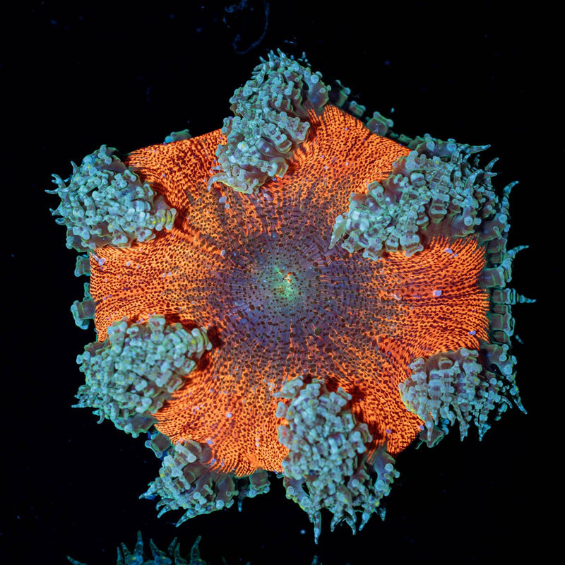 Ultra Rock Flower Anemone