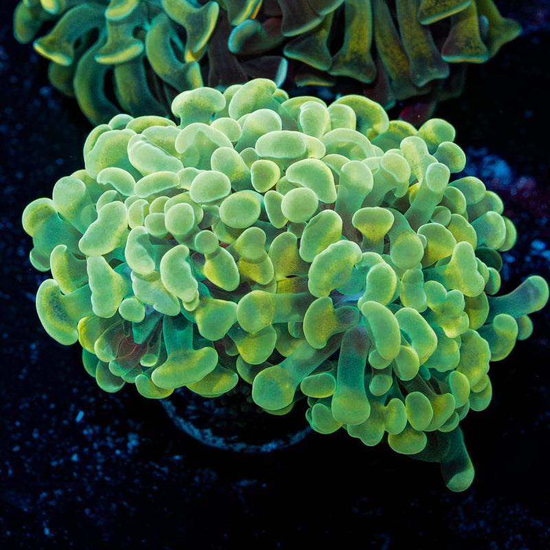 Gold Hammer Euphyllia