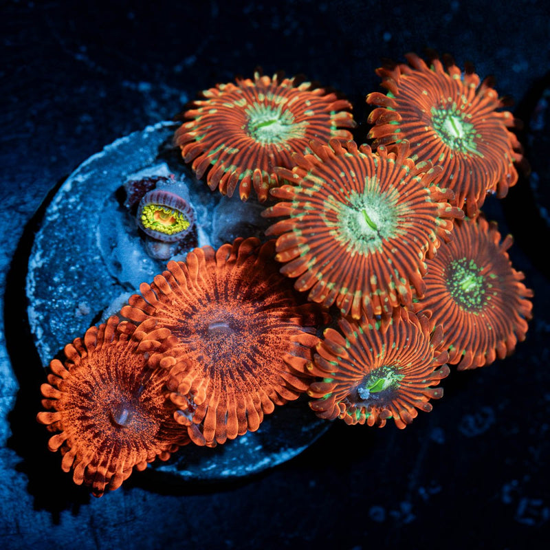 Zoanthid Combo Plug