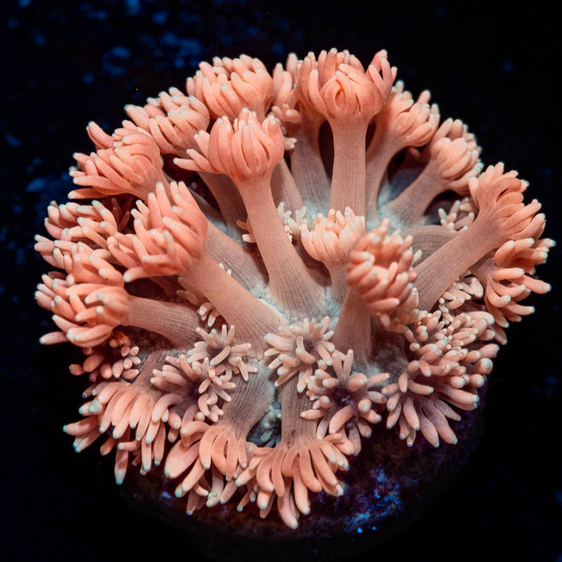 Hunch Punch Goniopora