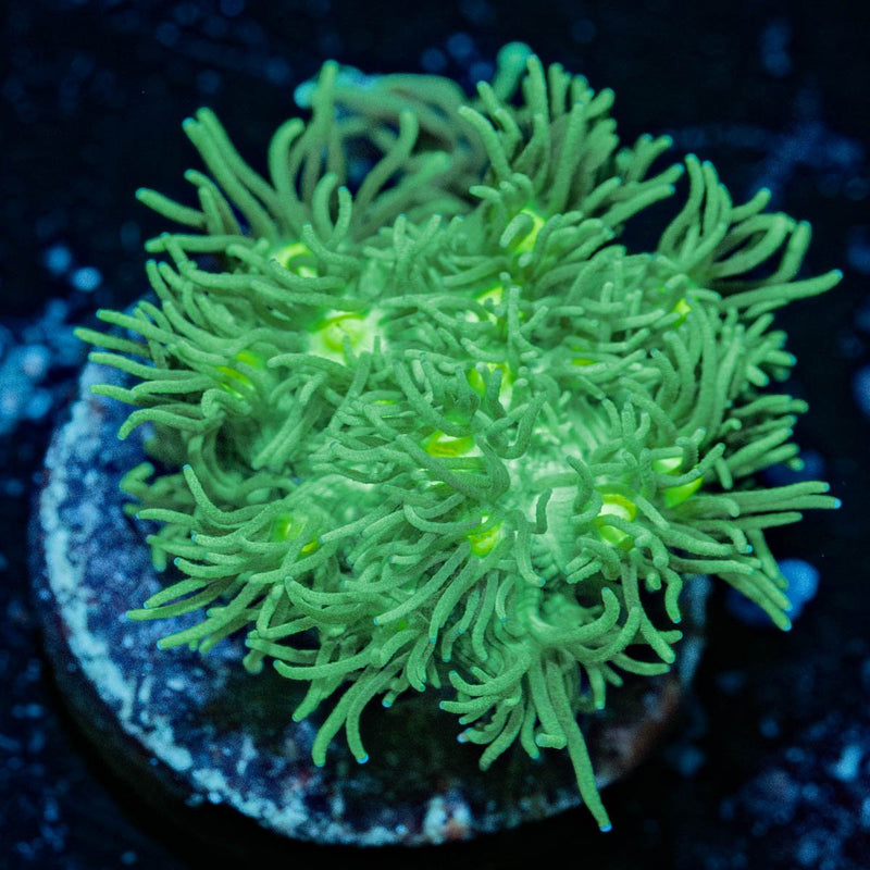 Toxic Green Goniopora