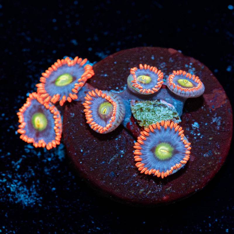Stitches Zoanthid