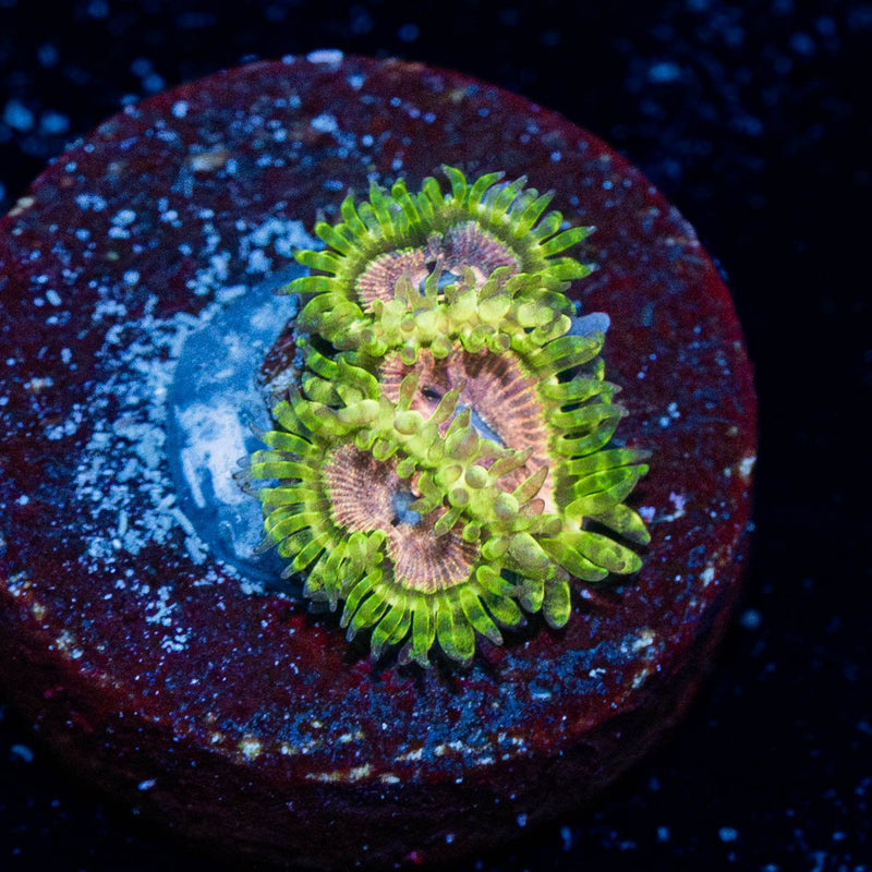 Purple Monsters Zoanthid