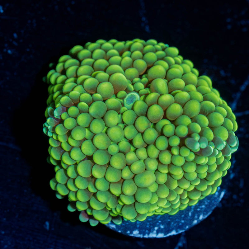 Green FL Ricordea Mushroom