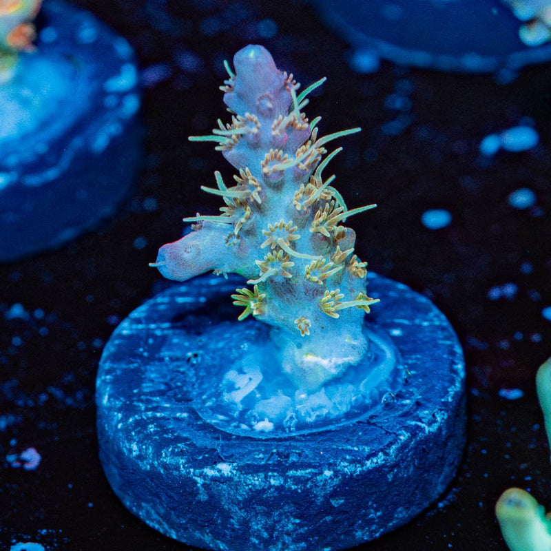 Dip and Dots Acropora