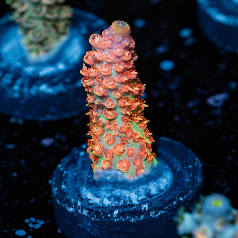 Princess Peach Acropora