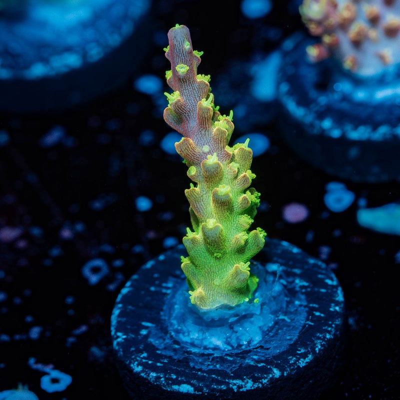 Paletta Pink Tip Acropora