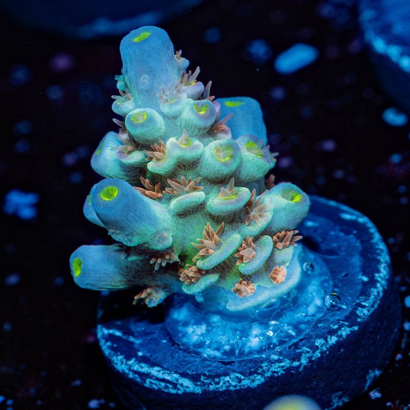 Cotton Candy Tenuis Acropora