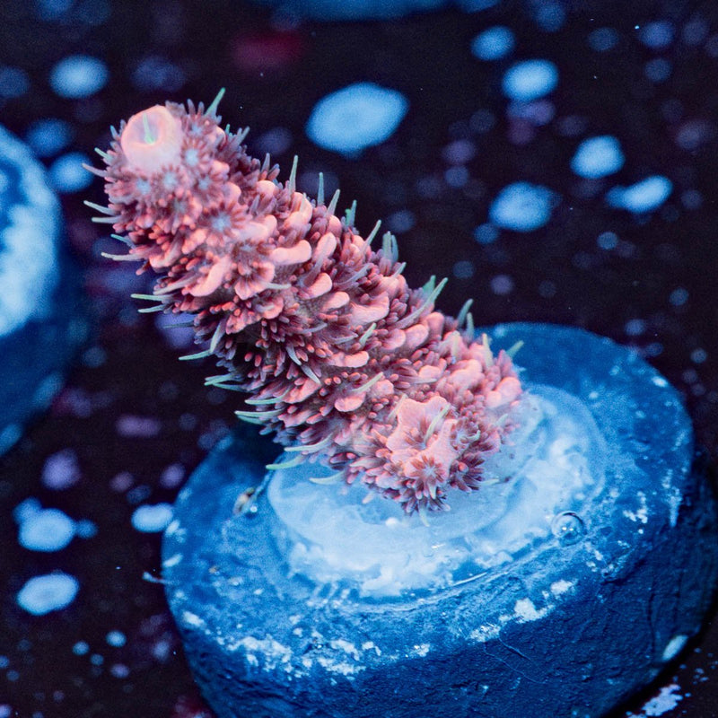 Judge Judy Milliopora