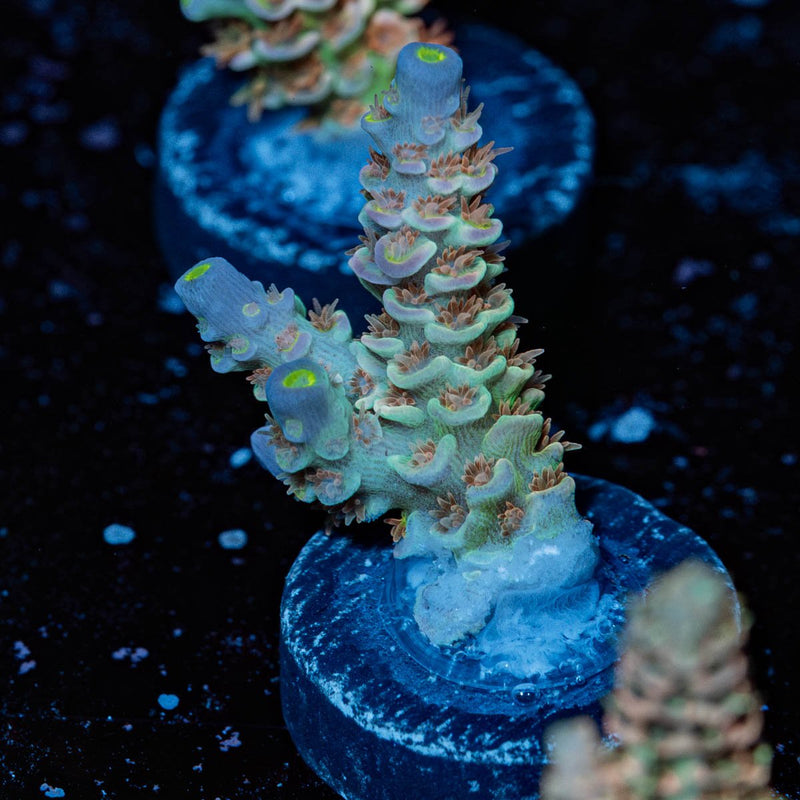 Cotton Candy Tenuis Acropora