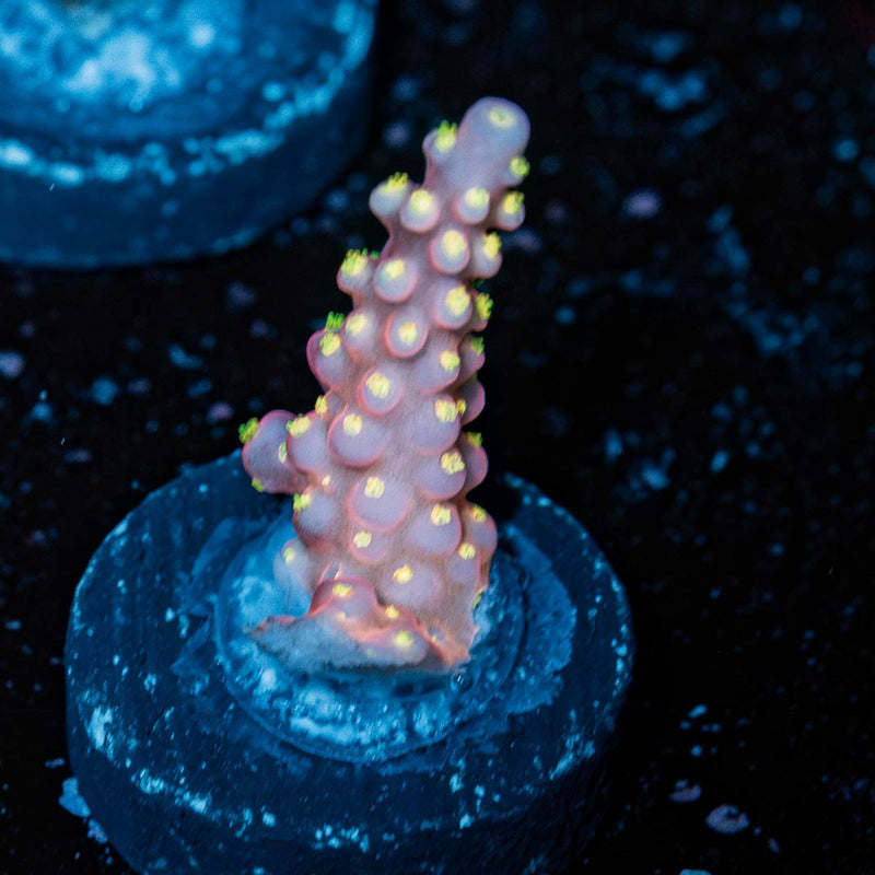 ARC FireWork Acropora