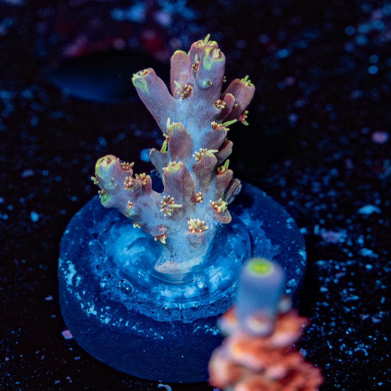 Buzz Lightyear's Acropora