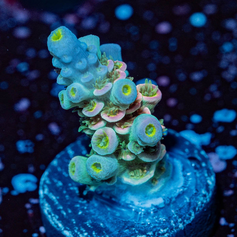 Circus Freak Acropora