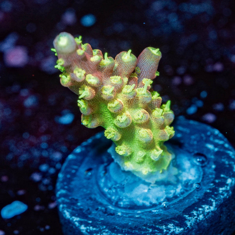 Paletta Pink Tip Acropora