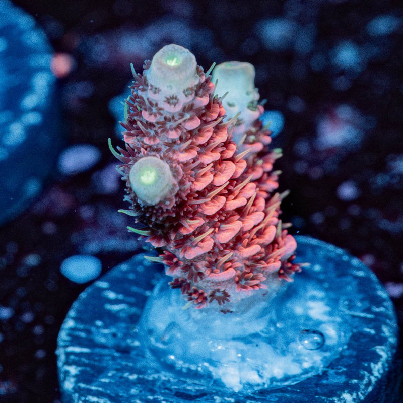 Judge Judy Milliopora