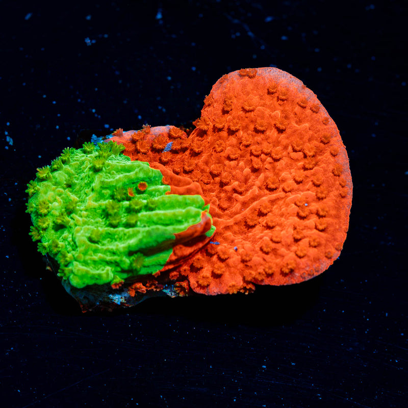 WWC Jawbreaker Grafted Montipora