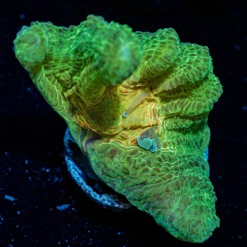 Rainbow Pectinia Chalice