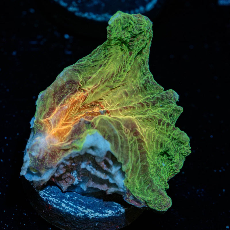 Rainbow Pectinia Chalice