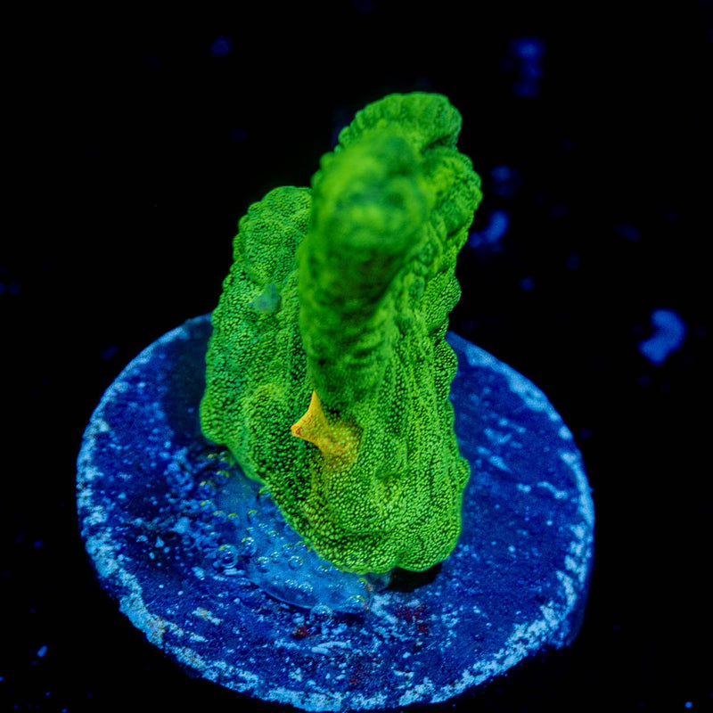 Space Invader Pectinia