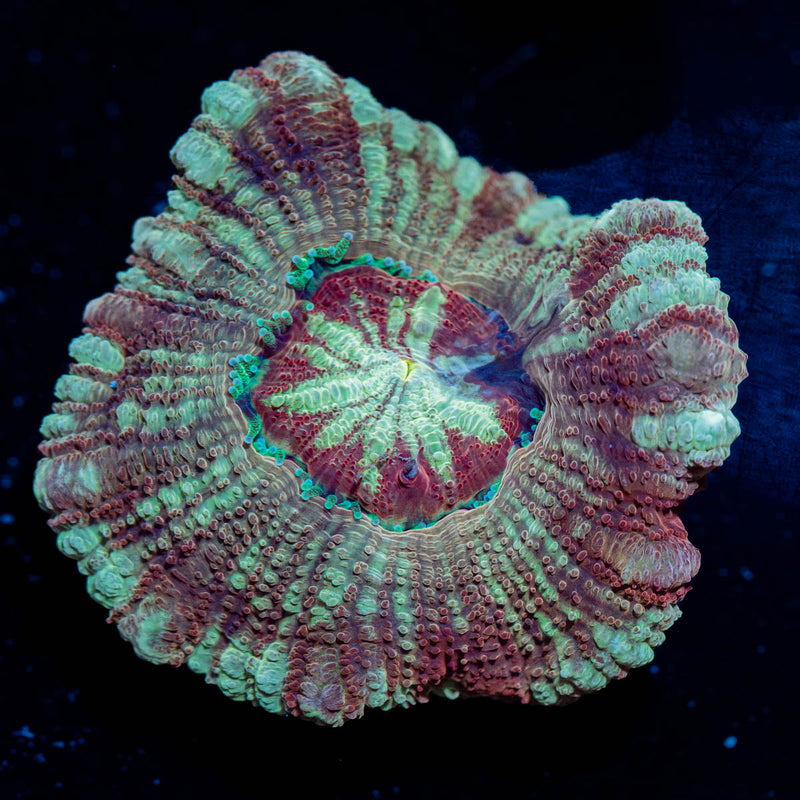 Red Fox Asian Acan