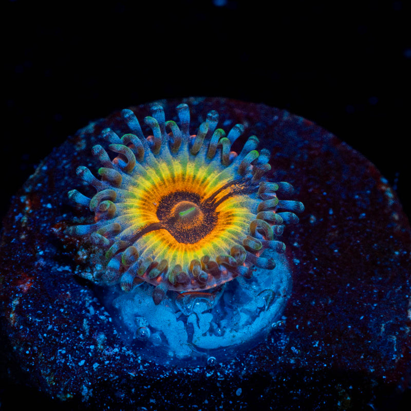Sonic Flare Zoanthid