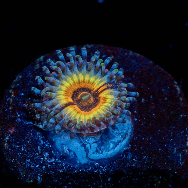 Sonic Flare Zoanthid