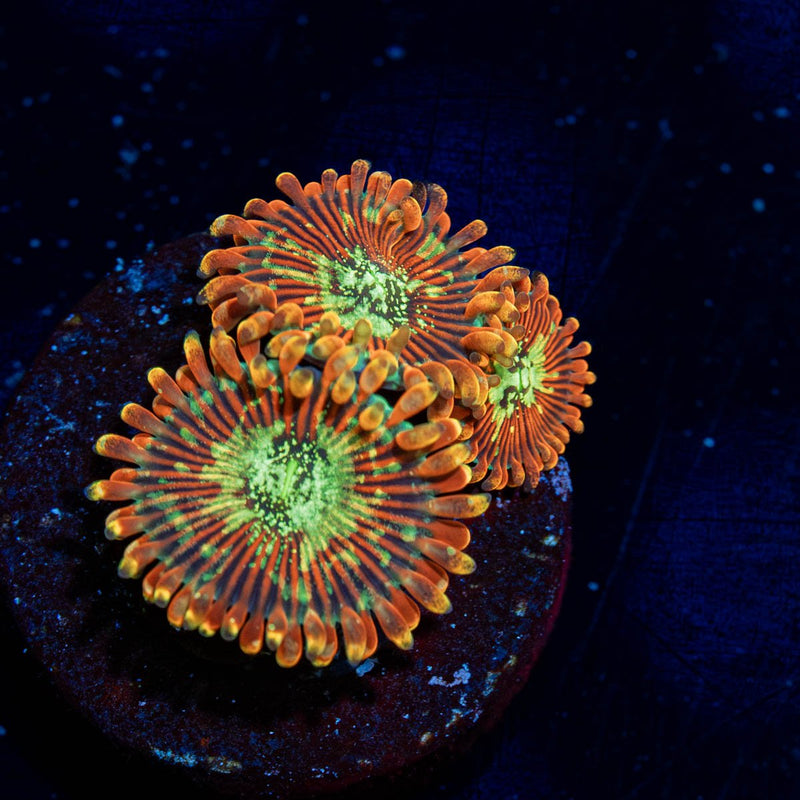 Magician Zoanthid