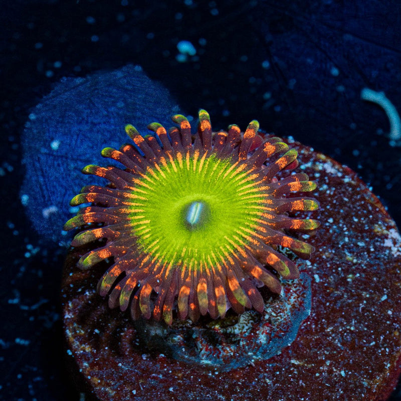Candy Apple Red Zoanthid