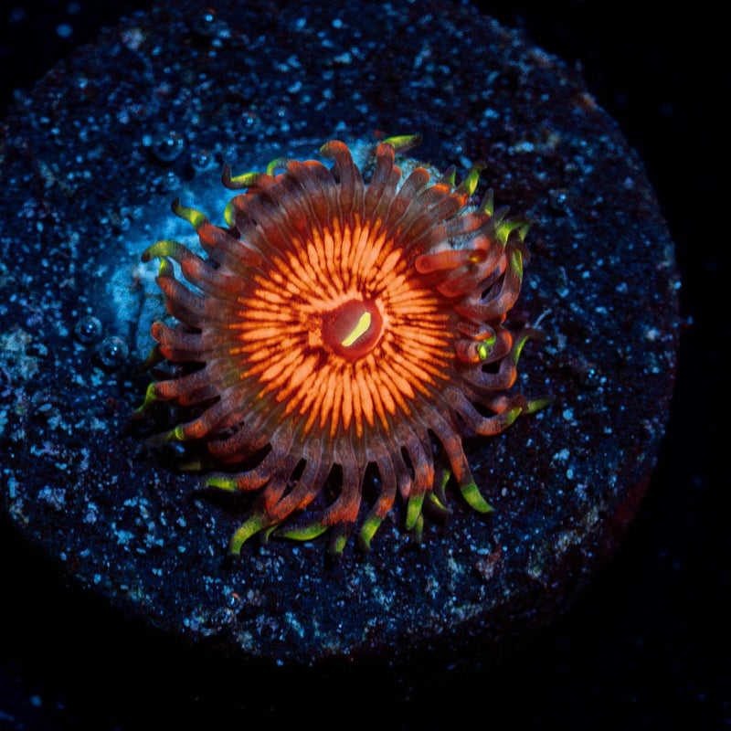 Aztec Warrior Zoanthid