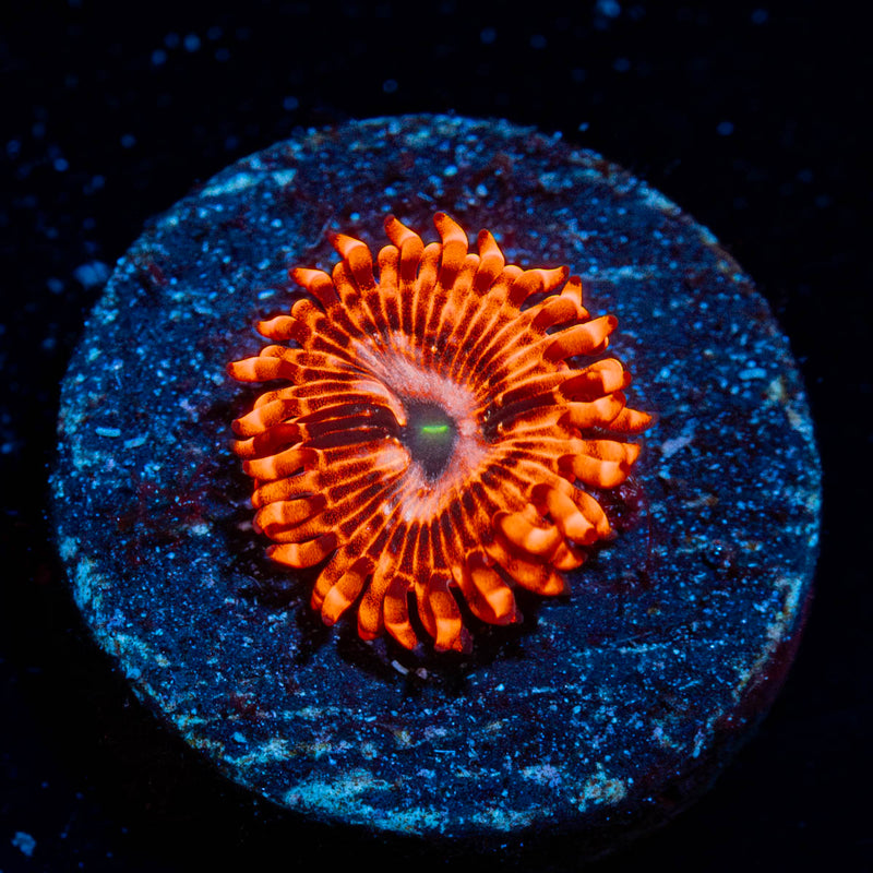 Utter Chaos Zoanthid