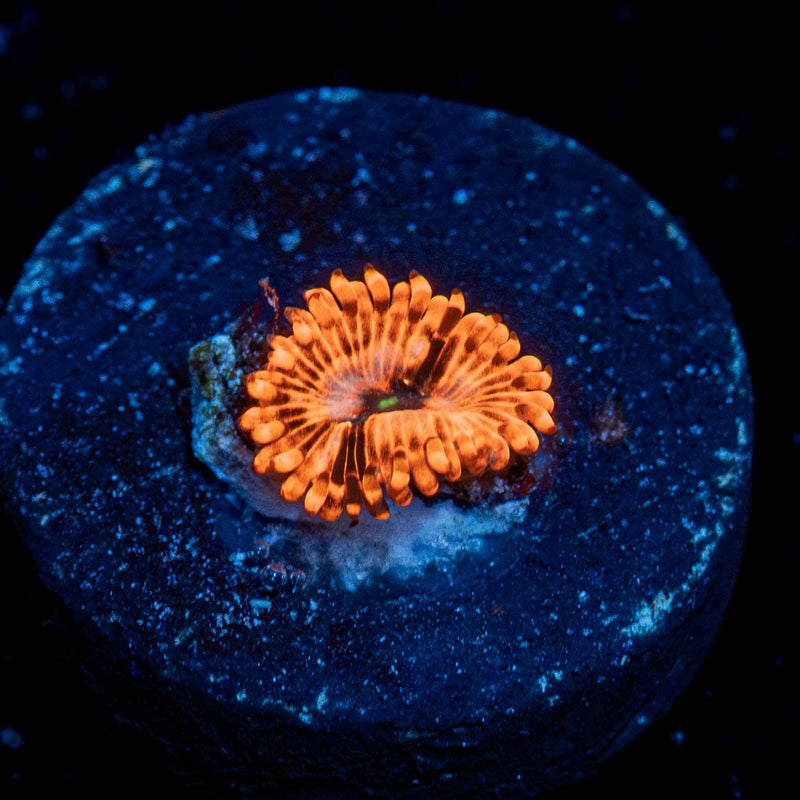 Utter Chaos Zoanthid