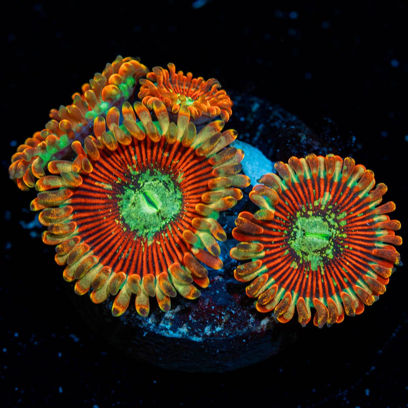 Magician Zoanthid