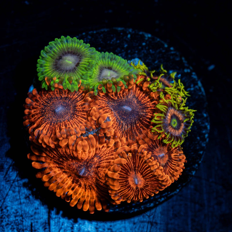 Zoanthid Combo Plug