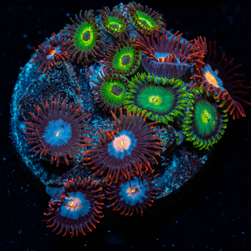 Zoanthid Combo Plug